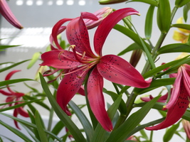 Foto: Dr. Peter Müller